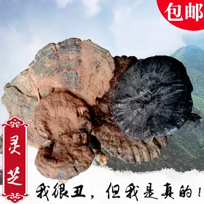 Guizhou wild Ganoderma lucidum Linzhi 250g purple black dry prunzhi Red Tonic tea wine grinable powder