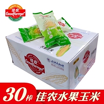 Jiannong fruit corn full box 30 pieces of vacuum packaging open bag ready-to-eat non GMO sweet corn cob