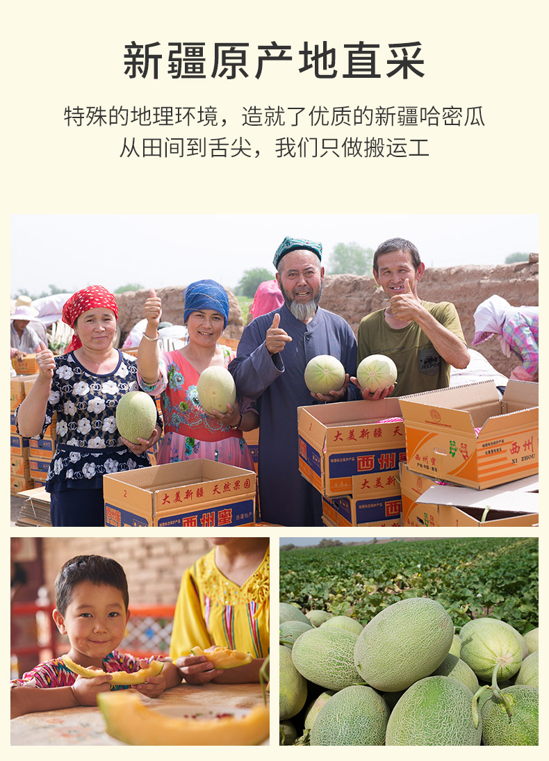 新疆新鲜现摘哈密瓜 净重7斤 图3