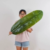 Моделирование банановое лист банановый лист над грифом фальшивый лист фальшивый листья банановые дерево витрина цветочный зеленый лист лист лист декоративный танец Proposa