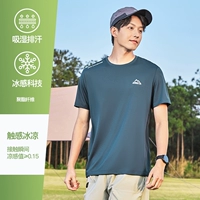 Кипарис серый синий