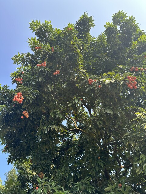 农村好食材