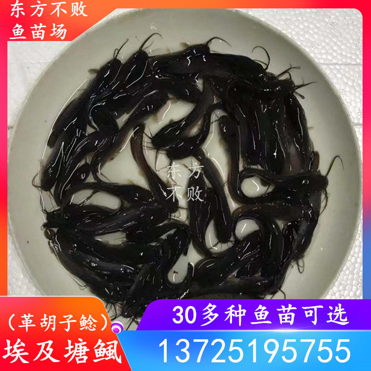 Leather Moustache Catfish Egyptian Pond Fish Fry Pond Lice Fish Ferocity Large Fish Octopus Living Freshwater Big Fish Fry