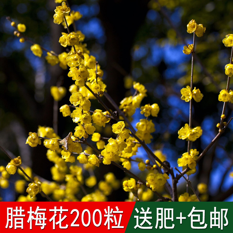 Garden greening winter fragrant flowers and plants Wax plum flower seeds Golden plum wax plum flower wax wood numb purple stone herbal tea