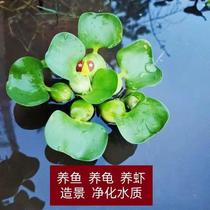 New Fish Tank Water Grass Live Water Purification Plant Water Hyacinth Building View Pond Landscaping to purify water Fresh species