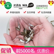 Wuchang fry Bream fry side fry Triangle bream fry side fry Breeding fry Freshwater