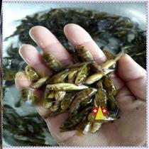 New Postgirl Miao yellow head field snail live Fry Living Food Bag with fish Miao yellow spicy Little Ding cultured freshwater fish yellow