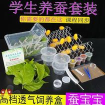 New silkworm baby colonoscarb Silkworm Treasure Suit Living sericulture Silkworm Age Silkworm 2 aged 14 Ling Fresh Mulberry Leaf Students Raised