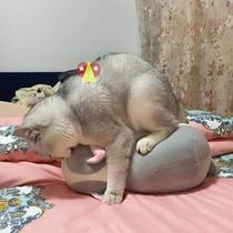 New Cat Sexual Venting Gross Cat Hair Gaffer Period Big Cat Sex Sleeping Cat Stampede Companion Suede Companion Kitty Toy Mothercat Used