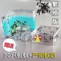 New Ant Castle Workshop Send-State Queen Nest Pairs of Warring Edition Extra Large-bred version of the country Ant-nest Little Ant-nest