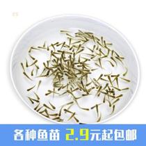 Net red Feed turtle small fry Freshwater grass fish Mosquito-eating fish Practice hand fish feed Ichthyosaur fish feed live fish break