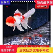 New live fish Low temperature resistant ornamental fish fry Cold water koi fish Small golden fish Small autotrophic Lan Shou live fish gold