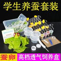New silkworm baby Students to raise silkworms suit living silkworm with age two-one-age-three-age delivery of fresh mulberry leaf large silkworm egg seed color