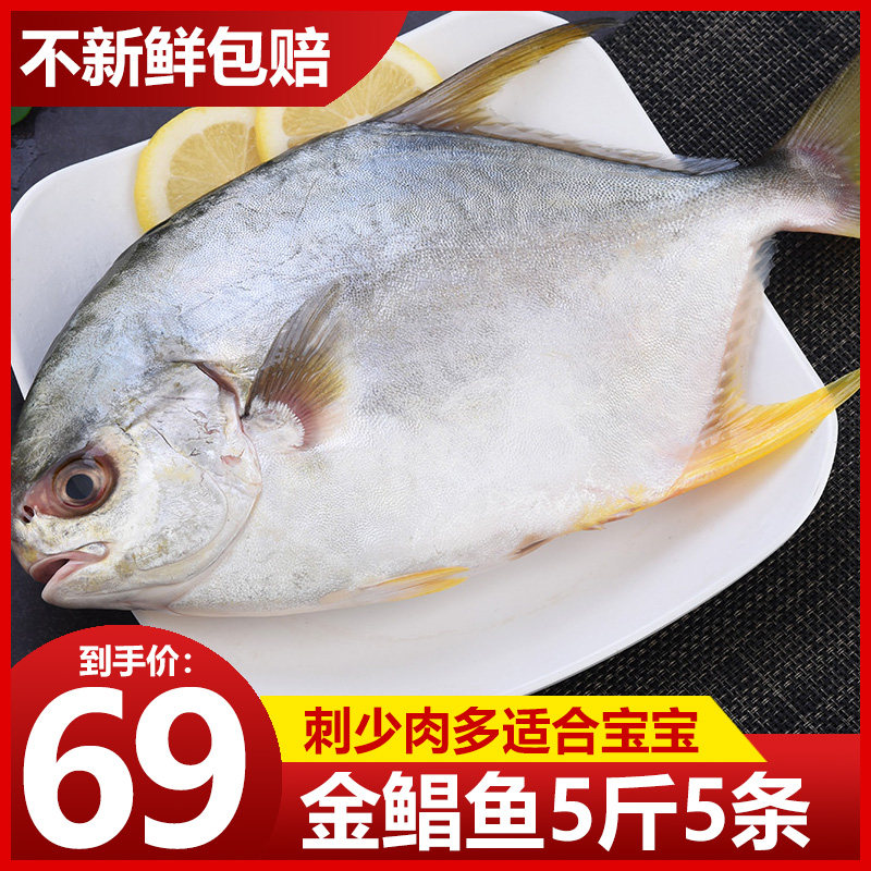 Fresh sea catch golden pomfret wild flat fish seafood fresh frozen aquatic deep-sea fish 5 pounds Jinchang fish