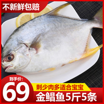 Fresh sea catching golden Pomfret wild flat fish seafood fresh frozen aquatic products deep sea fish 5kg golden fish