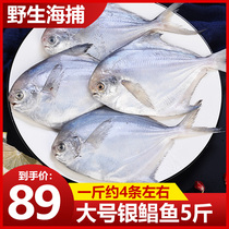 Sea catch wild silver pomfret 5kg fresh seafood frozen white Pomfret fresh aquatic flat fish mirror fish sea fish flat fish flat fish