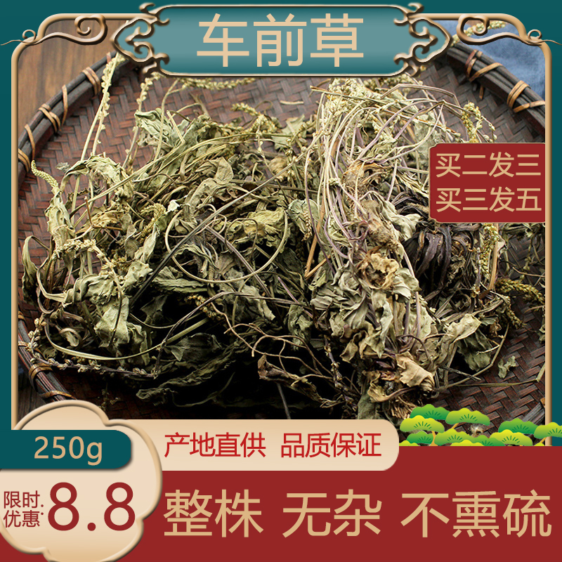 Plantago dried 250g non-wild herb pickle water traditional Chinese medicine Plantago tea acid discharge non-tongrentang granules