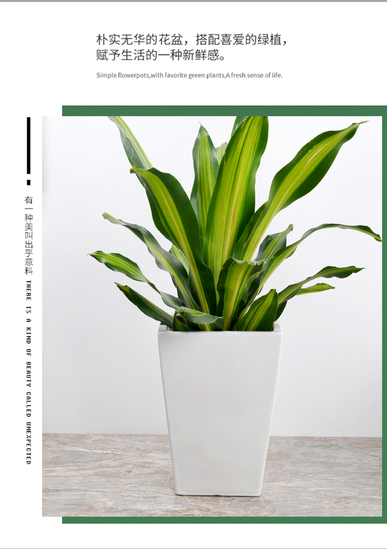 Trees flower pot ceramic oversized bag mail I and contracted sitting room rich tree tiger orchid square big wholesale flower pot