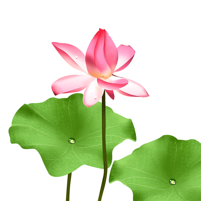 430款中国风清新手绘水墨画荷花莲花花朵花卉png免扣设计素材