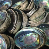 Ka Abalone Shell Natural Conch Creative Home Craft Jewelry Ornament LarVa