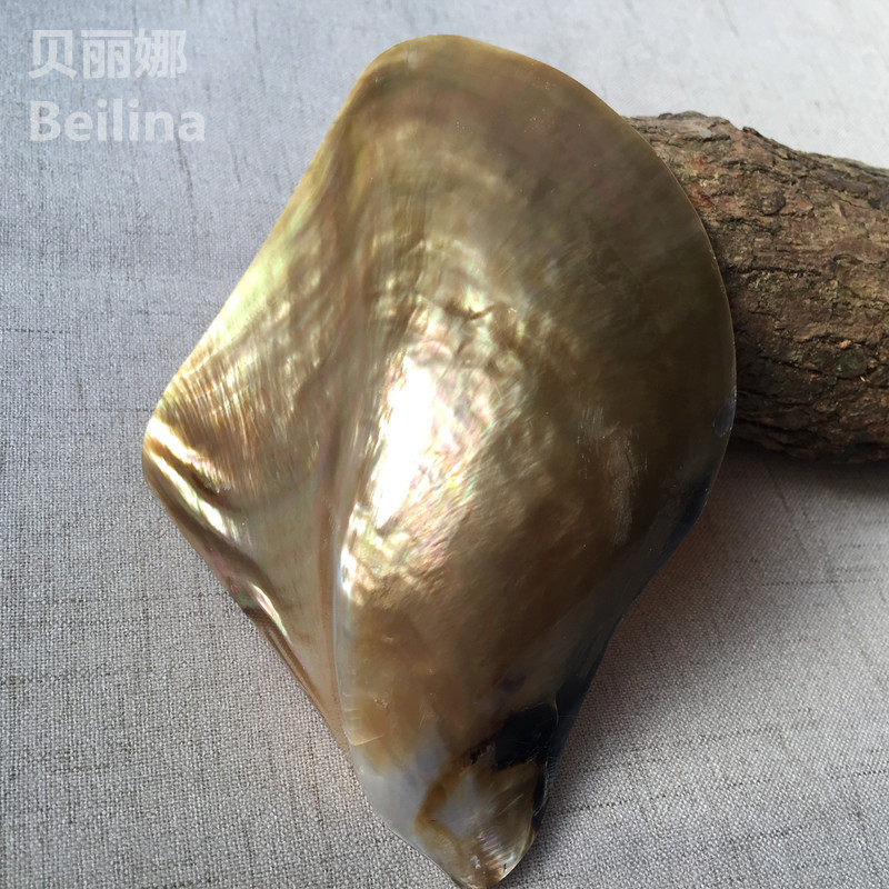 Natural Sea Snail Shells Creative Home Craft Gift Pendulum Adorned Penguin Black Butterfly Fish Tank Aquarium Water Group View Shooting Props Hem