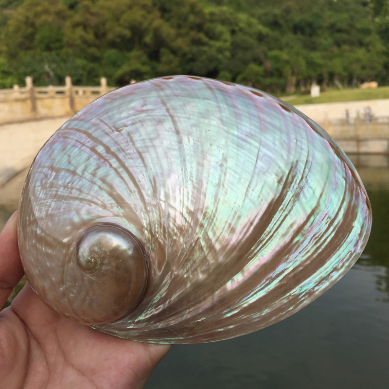 Australian Great White Abalone Shell Sea Snail Creative home Merchants Fish Tank Building with Decorative Burning Sage-Sage Implements