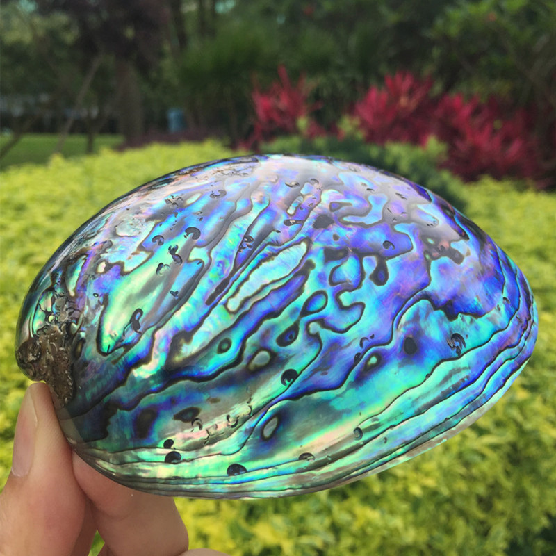 New Zealand blue and green abalone shell home decoration Conch shell fish tank Aquarium creative ornaments Lucky crafts