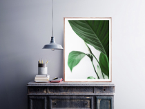 White Palm White Crane Taro turtle back bamboo Renee Song narrator authorized art decorative painting simple green plant