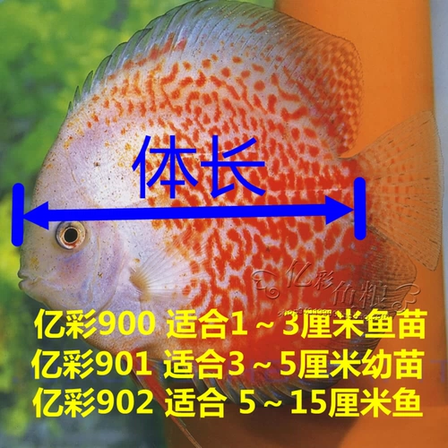 亿彩 Красочная Cumilus Feed Egyptian Peruviana Maomana Fis Fid Feed Niu Hexin Burger