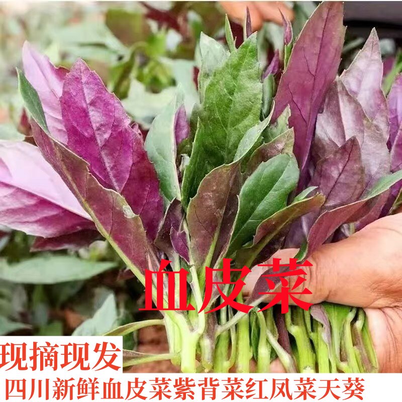 四川血皮菜新鲜补血菜紫背菜天葵新鲜观音菜红凤菜火锅菜现摘现发