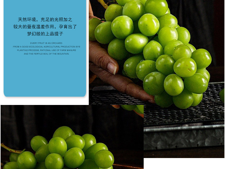 Японский зеленый виноград_14.jpg