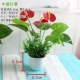 Mô phỏng cây cảnh nhỏ Anthurium với gói chậu cây mô phỏng chậu hoa giả bố trí phòng ngủ trang trí phòng ngủ - Hoa nhân tạo / Cây / Trái cây