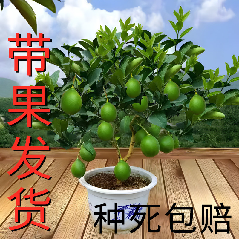 Perfume lemon tree sapling potted plants with fruit edible non-nuclear green lemon Four Seasons results Indoor Balcony Courtyard Cultivation-Taobao