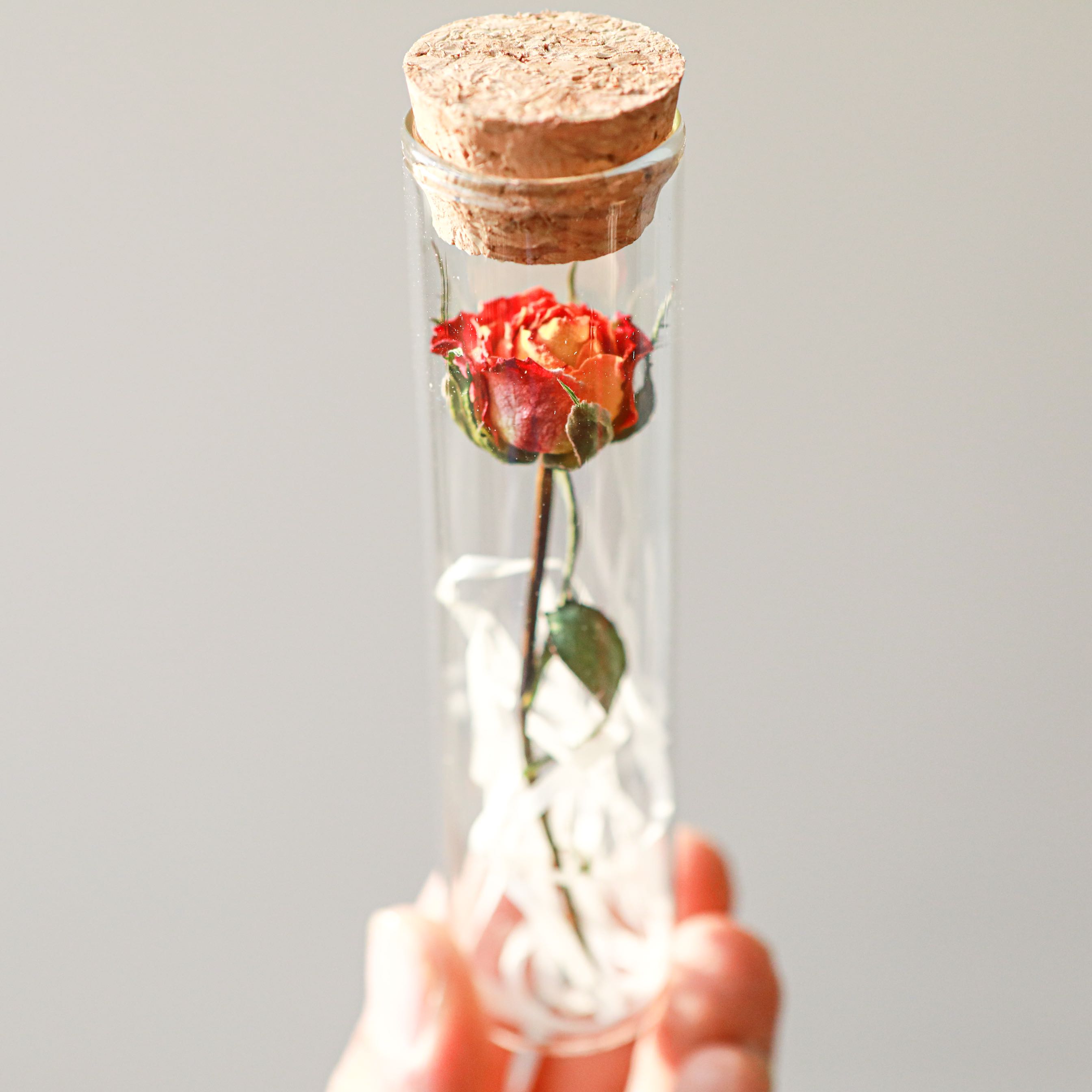 Comic Stars Rose Rosewood glass test tube plant specimens Wish Bottle Sent People Birthday Gifts Wedding Companions Gifts