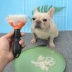 斗 英 梳 器 Giảm rụng tóc lông mèo chải tóc sạch - Cat / Dog Beauty & Cleaning Supplies Cat / Dog Beauty & Cleaning Supplies