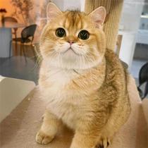 Gold Gradient Layer Kittens Short Hair Cats Competition Pedigree Blue and Gold Gradient Layers Kittens Pets Living Animals British Shorthair Purebred Bun-faced