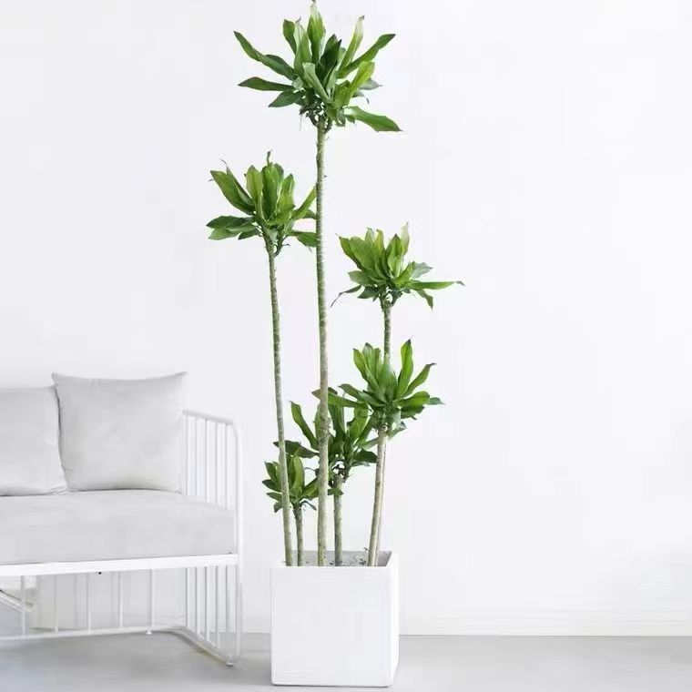 Threaded Iron Plant Potted Light Lavish Living-room Indoor Large Floor Green Plant Opening Jo Move Green Good Breeding Real Flowers-Taobao