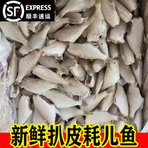 耗儿鱼新鲜中号小号扒皮鱼冷冻马面鱼剥皮鱼10斤商用海鲜水产火锅