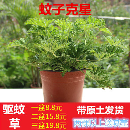 驱蚊草盆栽 包邮灭虫杀蚊子香草 办公室内盆栽植物地栽苗驱蚊草