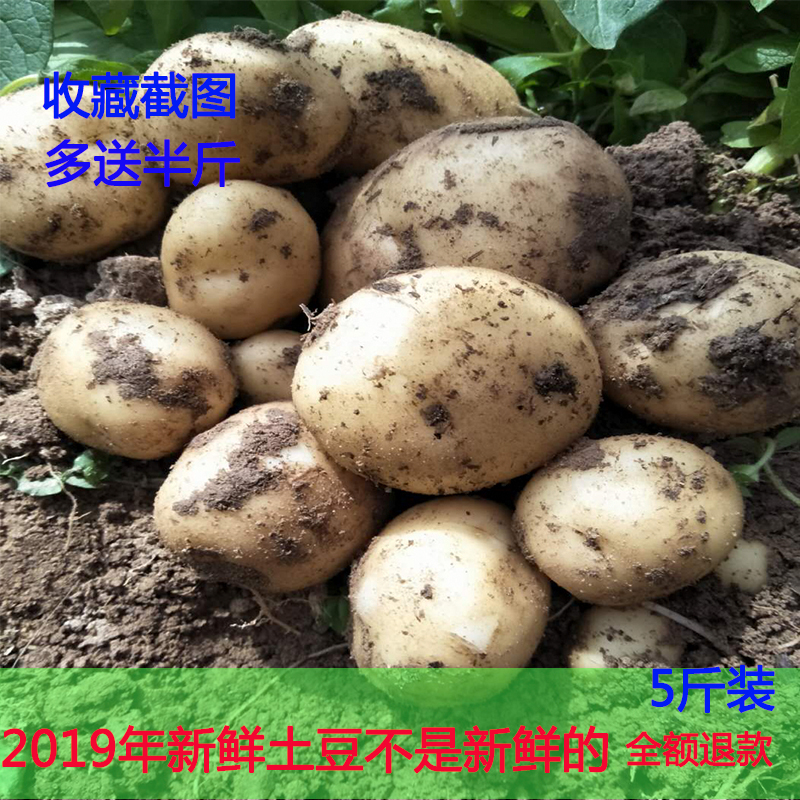 Now dig out farmers self - grown vegetables healthy yellow heart mini potatoes 5 potatoes