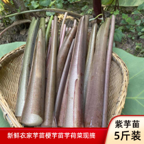 Farm fresh vegetables Taro seedling Sichuan cuisine Taro lotus rod Taro stem purple taro Red taro seedling Taro Meng bubble sauerkraut raw materials 3 kg 5 kg
