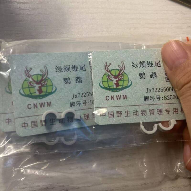 Little Sun Parakeet, Green-Cheeked Blue Parakeet, Yellow-Edged Green Parakeet, Parrot Identification Card, Business Card, Reissue Genuine Product