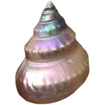 Natural conch shell fluorescent snail Pink Pearl Tower snail hermit crab replacement shell fish tank aquarium landscape decoration