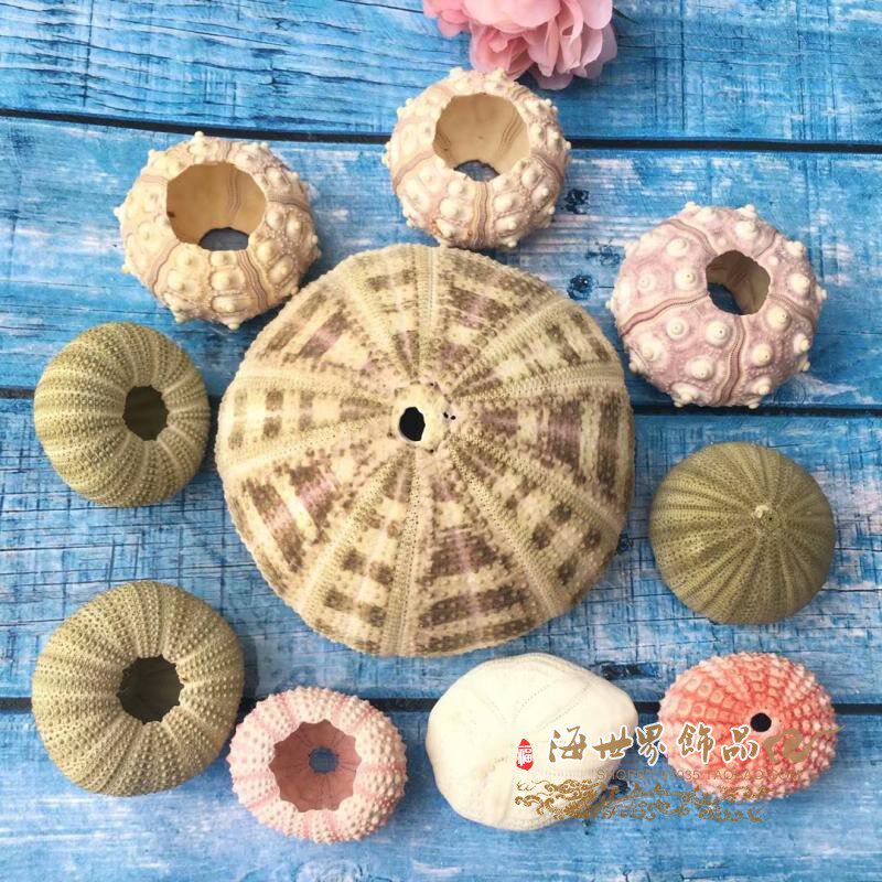 Natural pink pearl sea urchin decorative shell conch coral sea star platform fish tank decoration DIY specimen collection