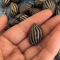 Natural conch shell black zebra snail line snail small specimen snail snail fish tank landscape creative gift rare