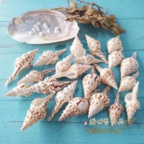 Spotted long spin snail Natural conch shell shooting props Fleshy micro-landscape decorations Mediterranean ornaments oversized