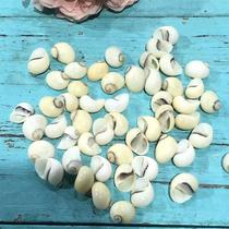 Natural shell conch snail snail snail snail specimen snail fish tank landscape aquarium decoration micro landscape shooting props
