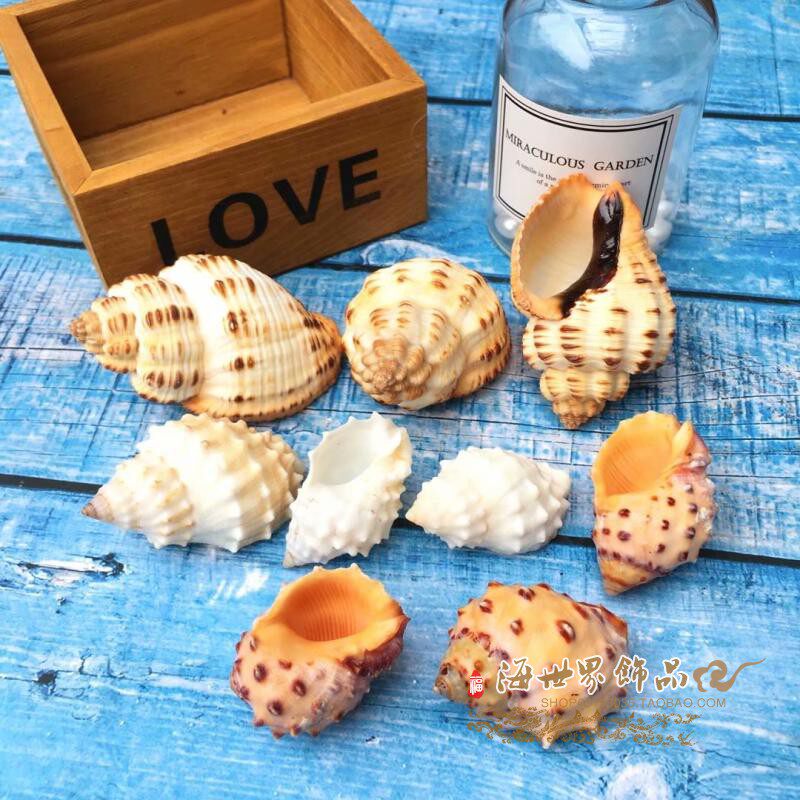 Grilled corn snail natural conch shell yellow and white lychee snail hermit crab replacement shell fish tank aquarium landscaping decoration