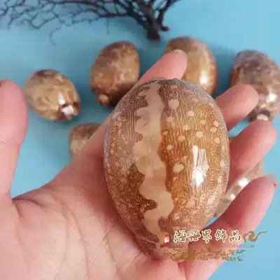 Natural conch shell map treasure snail gift gift fish tank decoration floor wall stickers Home decoration rare collection