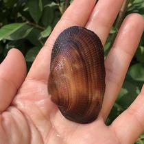 Natural black shell conch black bird scallop fish tank aquarium aquarium landscape decoration home furnishings DYI crafts